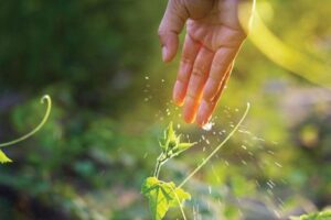 AGUAS FERTILIZANTES